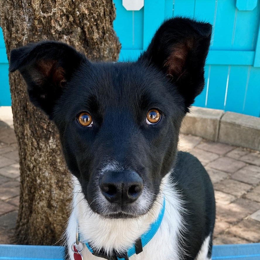 Enlarge Snoopy, a Adopted mixed breed in Newport Beach, CA image 4/6