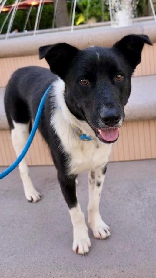 Enlarge Snoopy, a Adopted mixed breed in Newport Beach, CA image 6/6