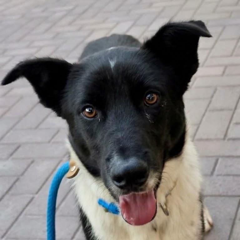 Snoopy, Adopted, Young Male Border Collie & Australian Shepherd.