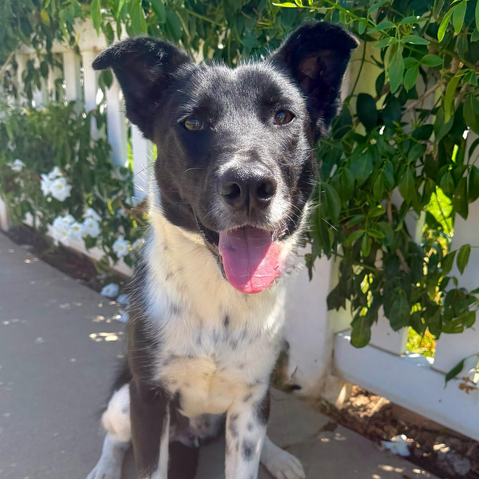 Enlarge Snoopy, a Adopted mixed breed in Newport Beach, CA image 2/6