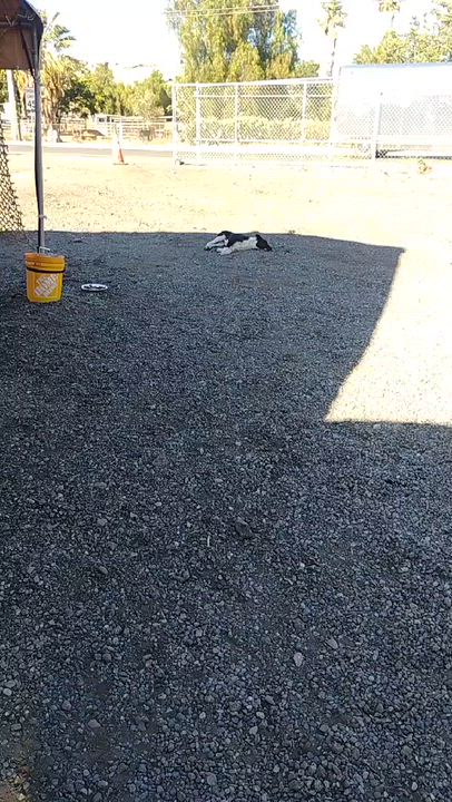 Enlarge Snoopy, a Adopted mixed breed in Newport Beach, CA video 5/6