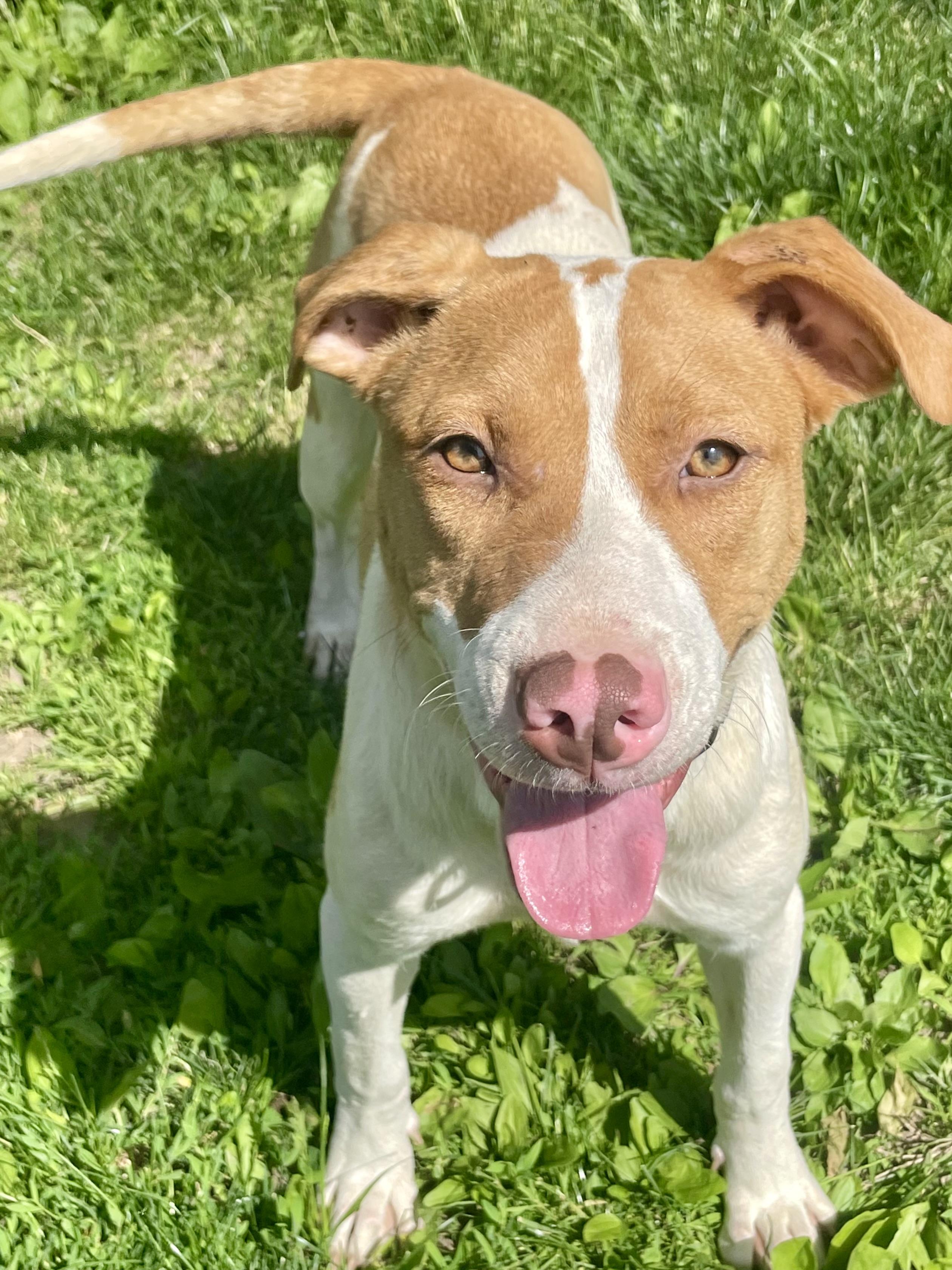 Enlarge Abigail, a Adoptable Mixed Breed in Lacon, IL image 5/5