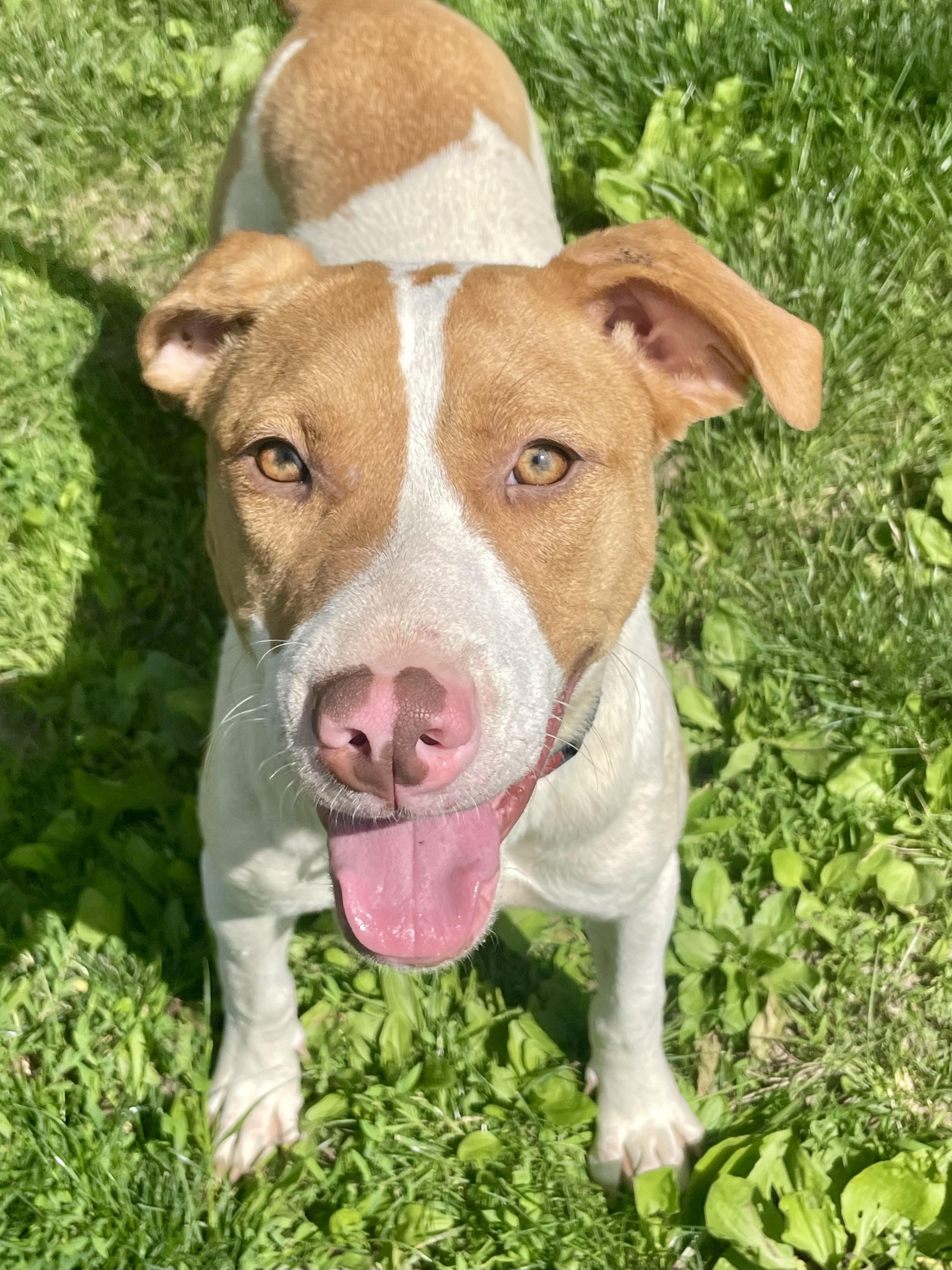Enlarge Abigail, a Adoptable Mixed Breed in Lacon, IL image 4/5