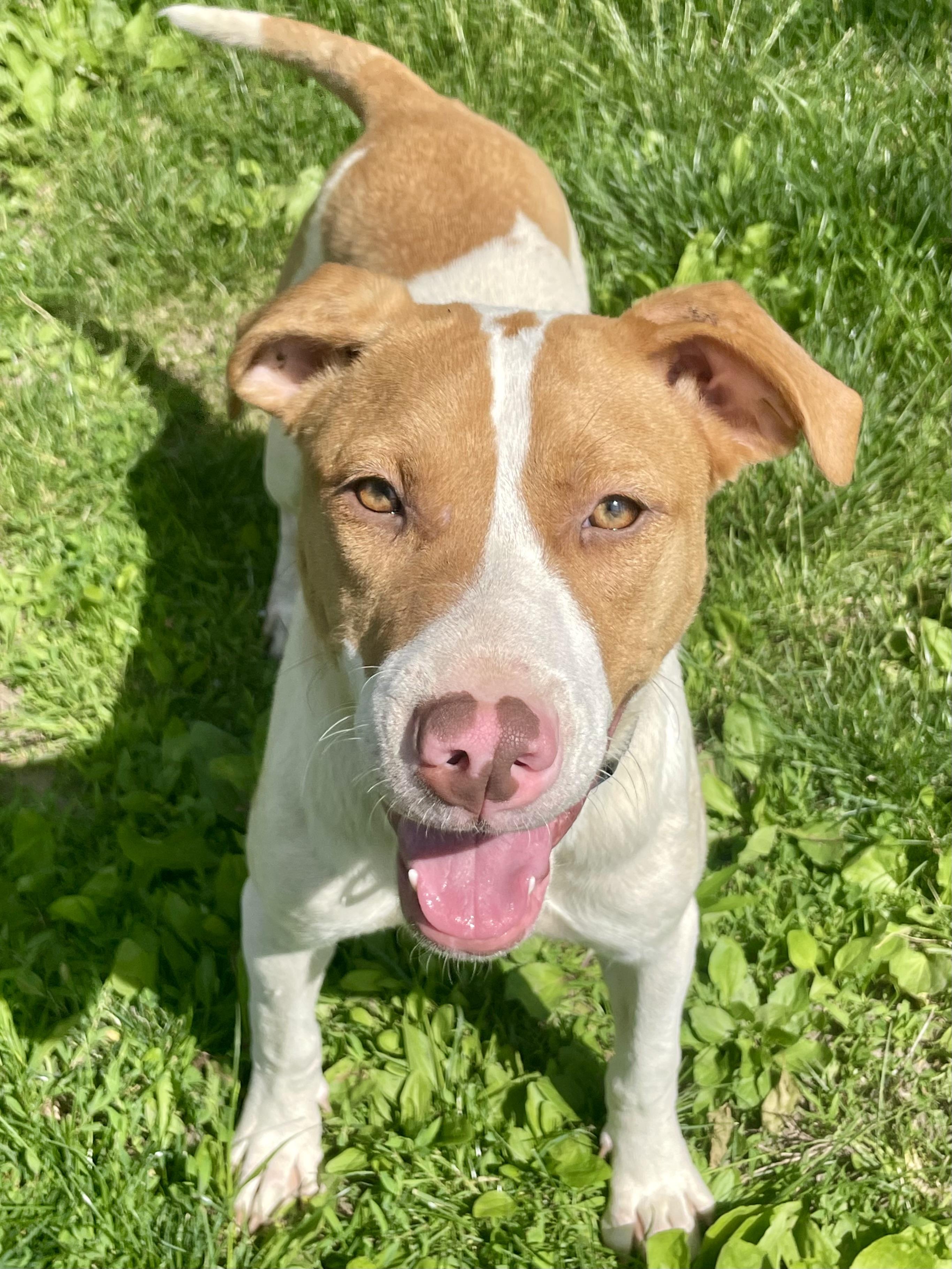 Enlarge Abigail, a Adoptable Mixed Breed in Lacon, IL image 1/5