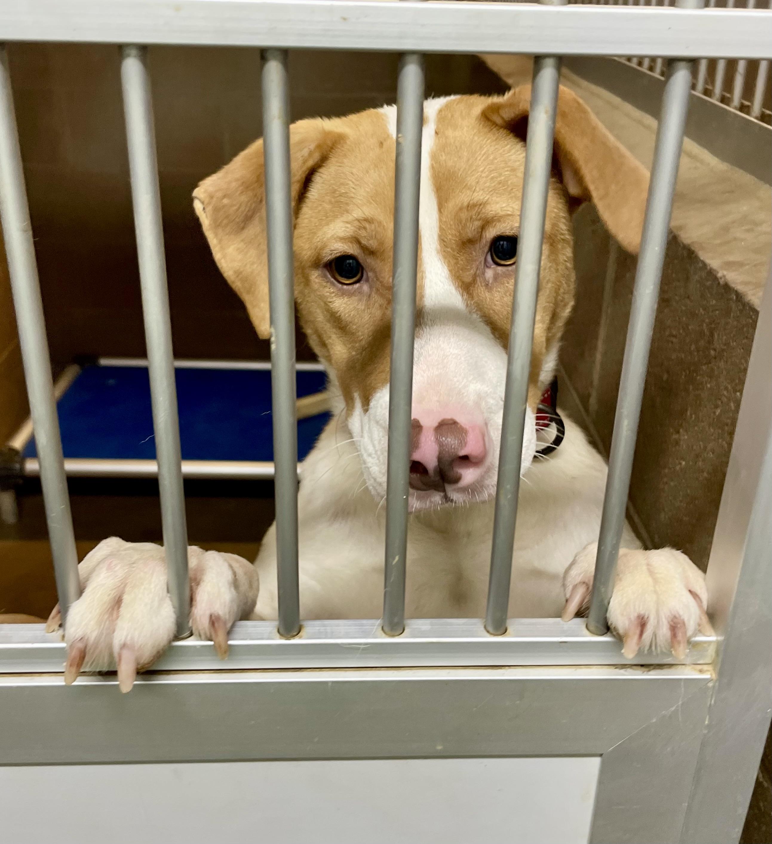 Enlarge Abigail, a Adoptable Mixed Breed in Lacon, IL image 3/5