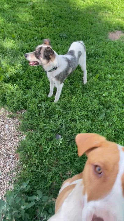 Enlarge Abigail, a Adoptable Mixed Breed in Lacon, IL video 2/5