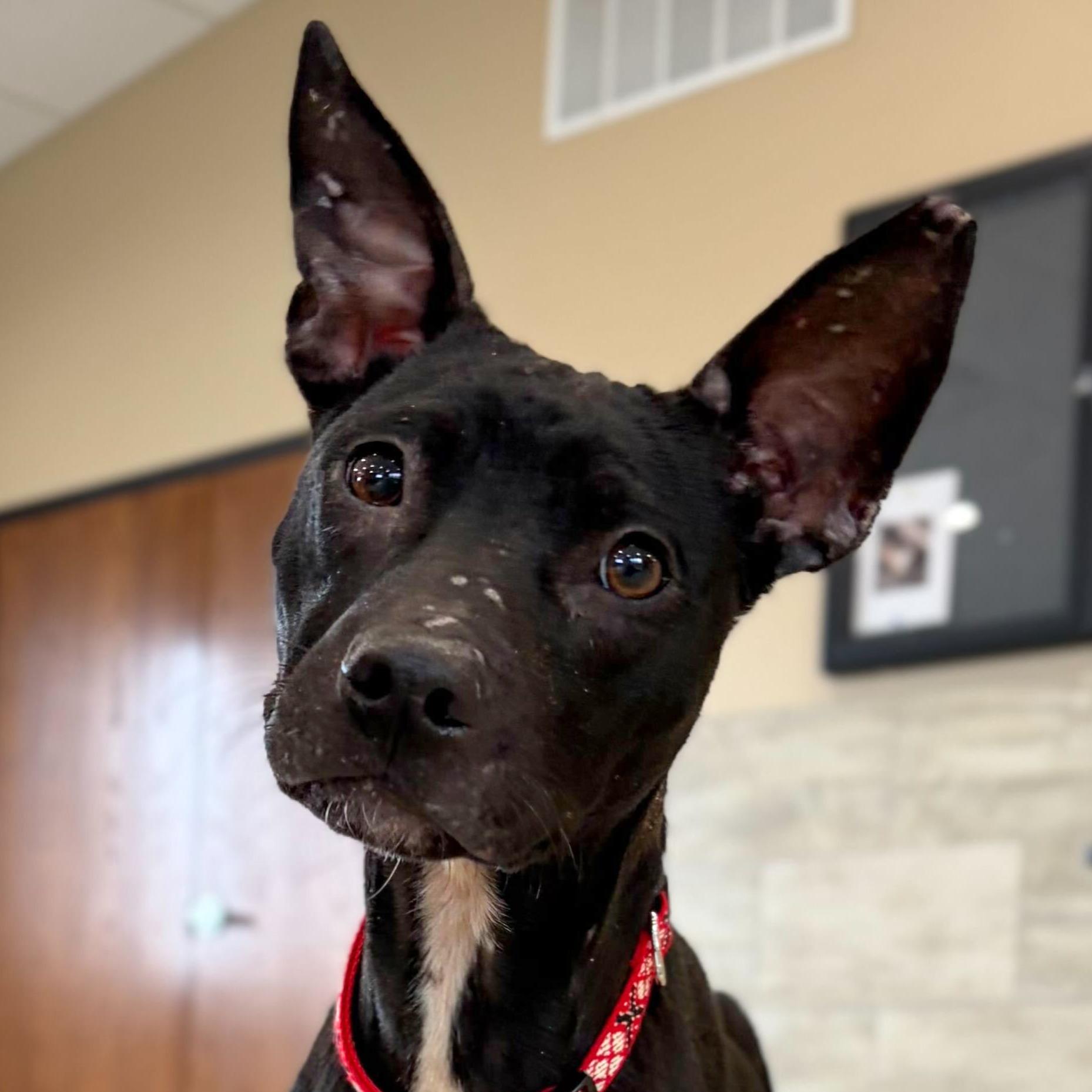 Kirby, Adoptable, Adult Male Terrier.