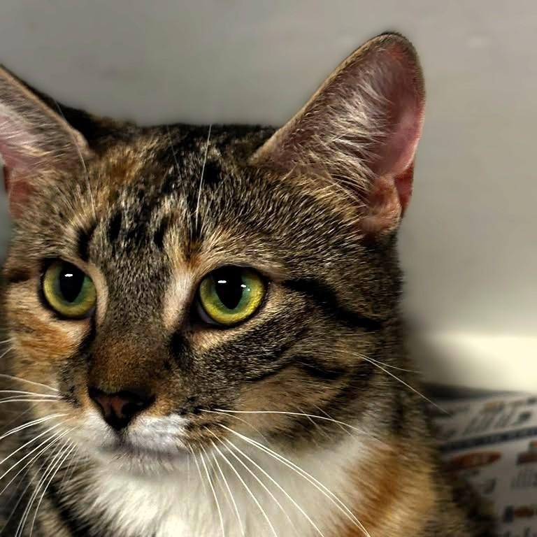Soleil, Adoptable, Young Female Calico & Tabby.