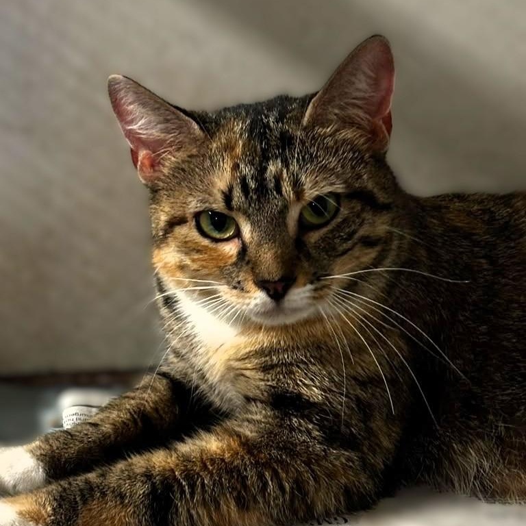 Enlarge Soleil, a Adoptable mixed breed in Montclair, NJ image 2/3