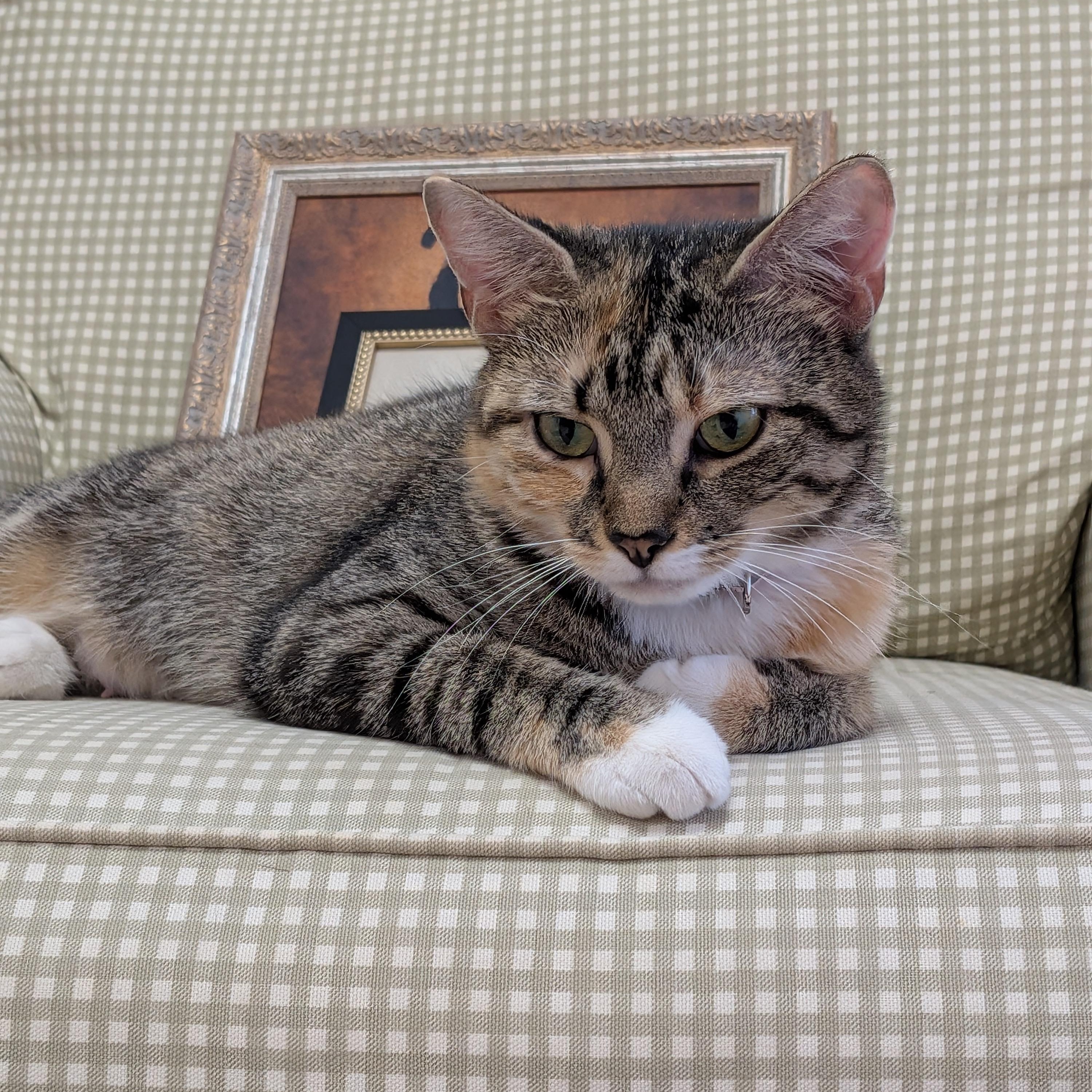 Enlarge Soleil, a Adoptable mixed breed in Montclair, NJ image 3/3