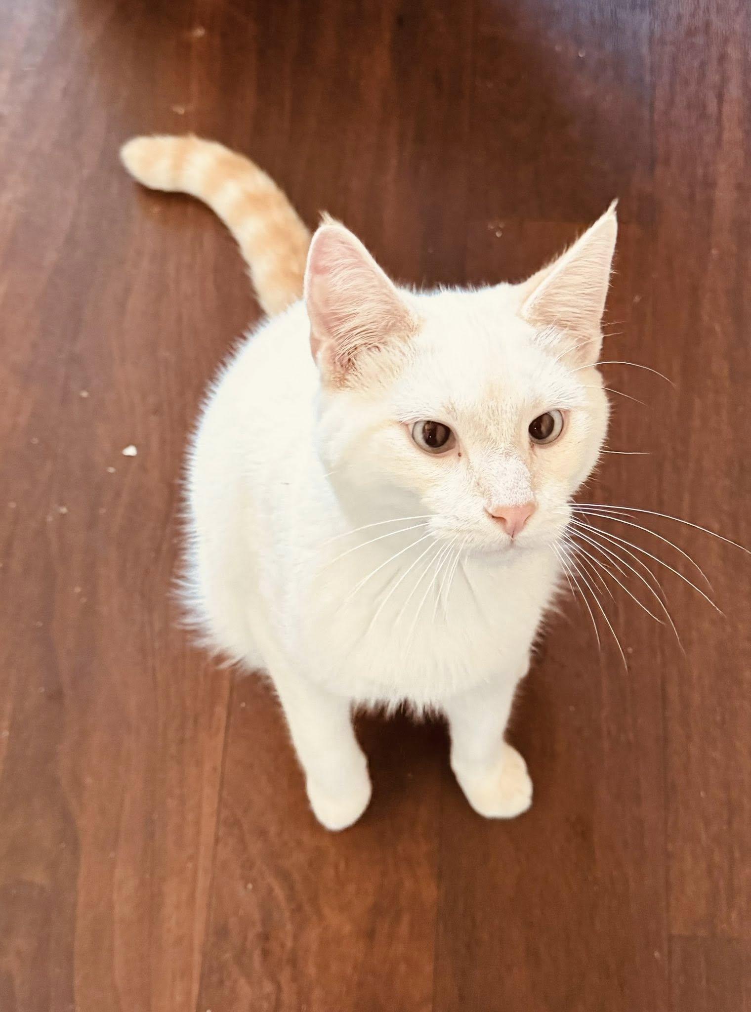 SNOWMAN, an adoptable Siamese in Prineville, OR, 97754 | Photo Image 1