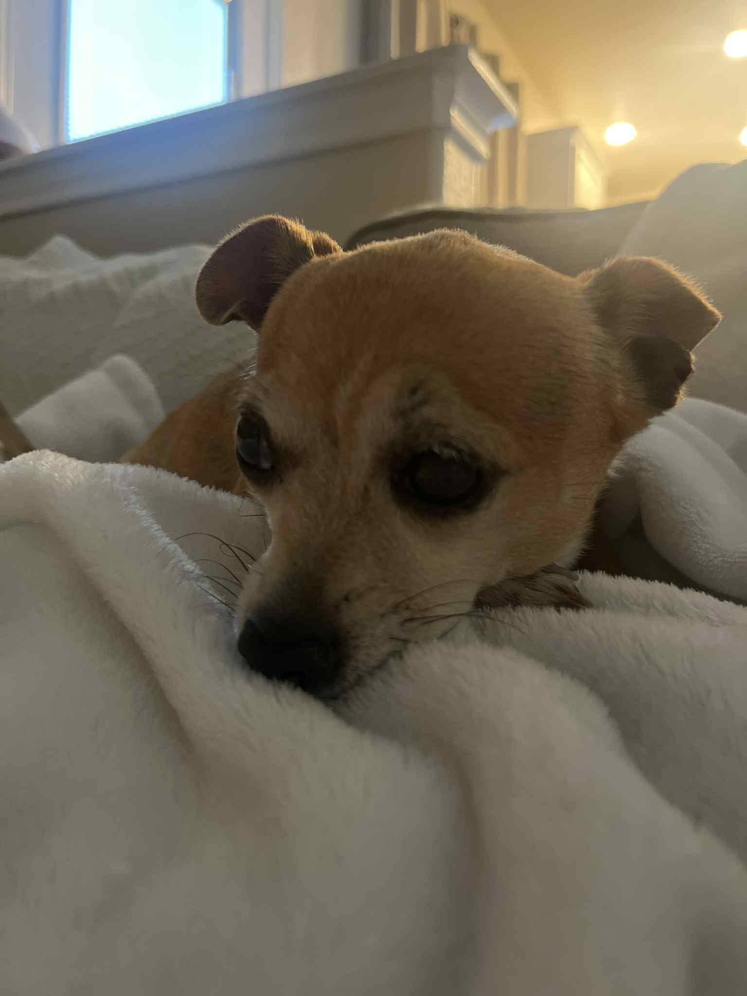 Chiquita, Senior Female unknown
