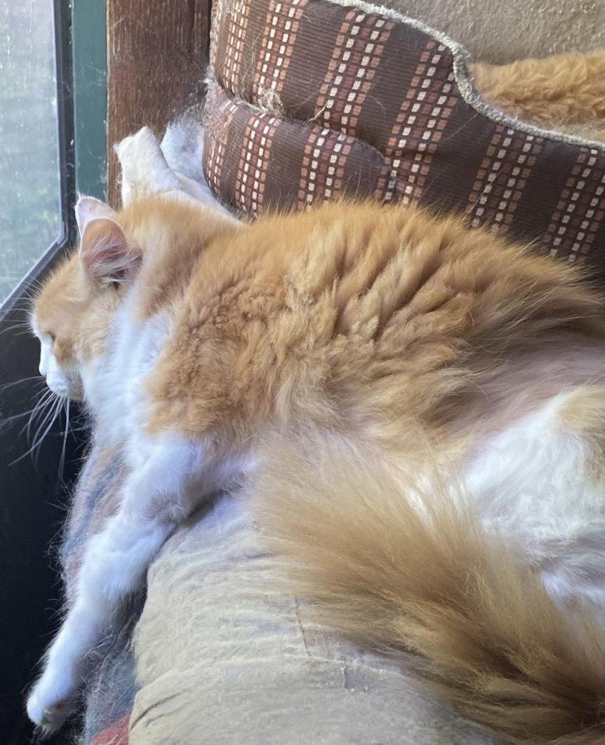 Babby, Senior Female Domestic Long Hair