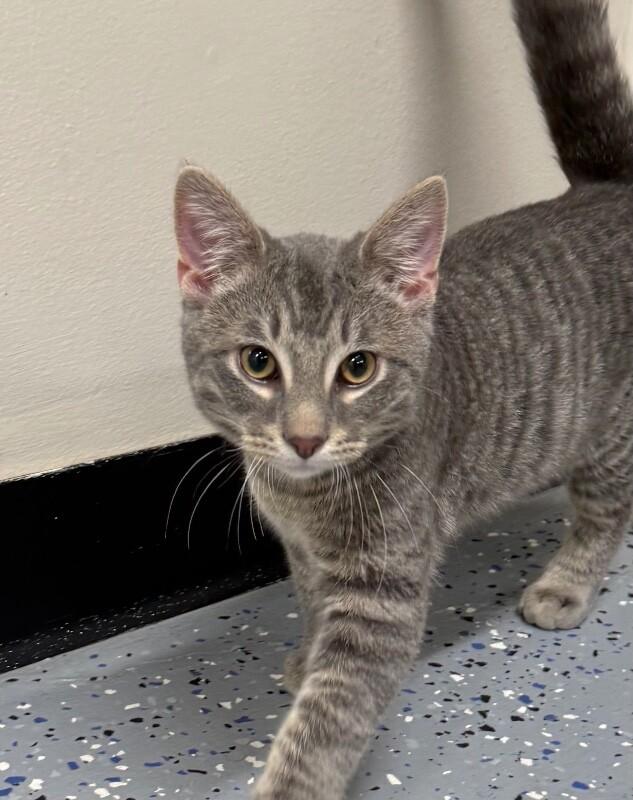 Gilligan, a Adoptable Domestic Short Hair in Yankton, SD image 1/3