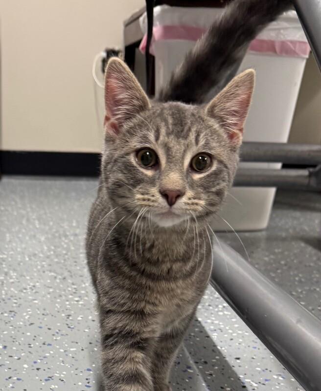 Gilligan, a Adoptable Domestic Short Hair in Yankton, SD image 2/3