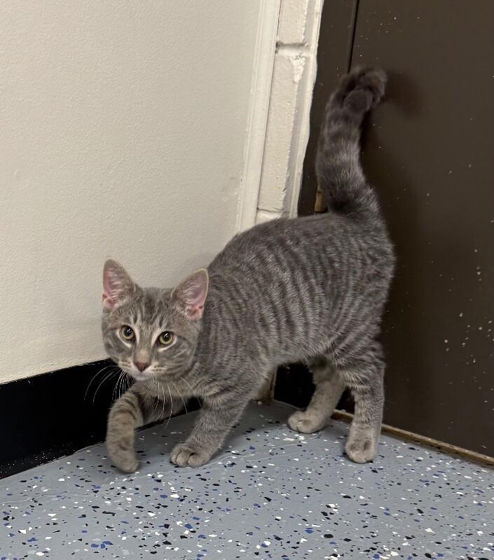 Gilligan, a Adoptable Domestic Short Hair in Yankton, SD image 3/3