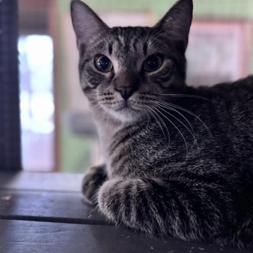 Enlarge Concerto, a Adoptable Domestic Short Hair in Toms River, NJ image 1/6