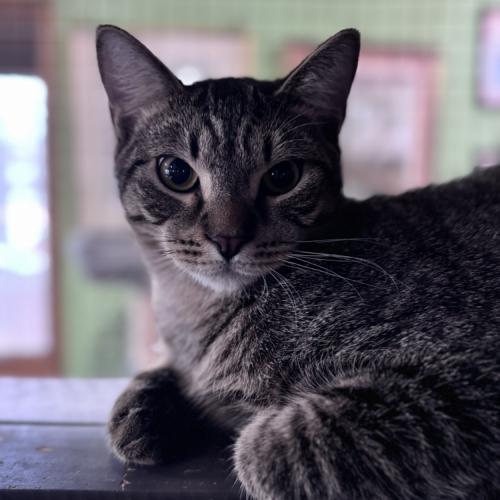 Enlarge Concerto, a Adoptable Domestic Short Hair in Toms River, NJ image 2/6