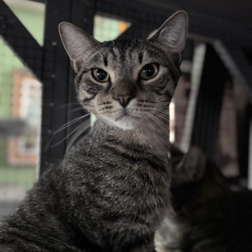 Enlarge Concerto, a Adoptable Domestic Short Hair in Toms River, NJ image 3/6