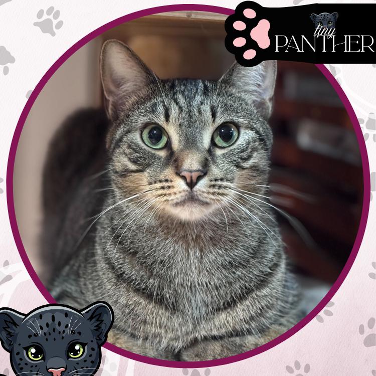 Enlarge Concerto, a Adoptable Domestic Short Hair in Toms River, NJ image 4/6
