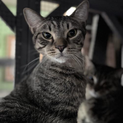 Enlarge Concerto, a Adoptable Domestic Short Hair in Toms River, NJ image 5/6