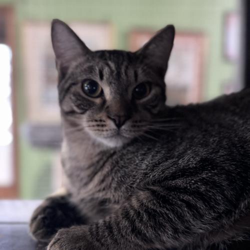 Enlarge Concerto, a Adoptable Domestic Short Hair in Toms River, NJ image 6/6