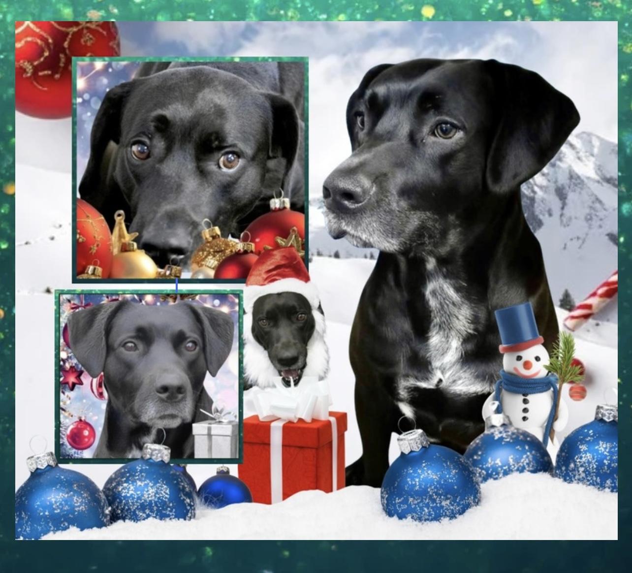 Enlarge Duke Silver, a Adoptable mixed breed in Westfield, NY image 1/3