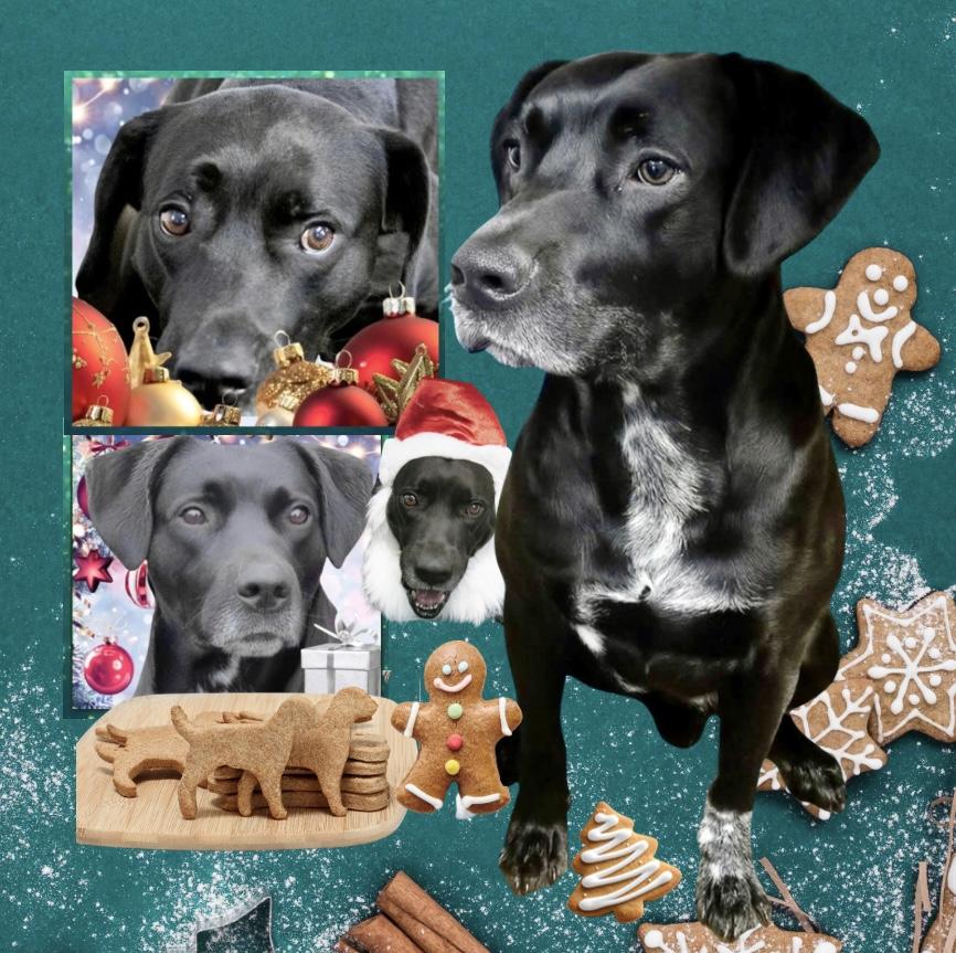 Enlarge Duke Silver, a Adoptable mixed breed in Westfield, NY image 3/3