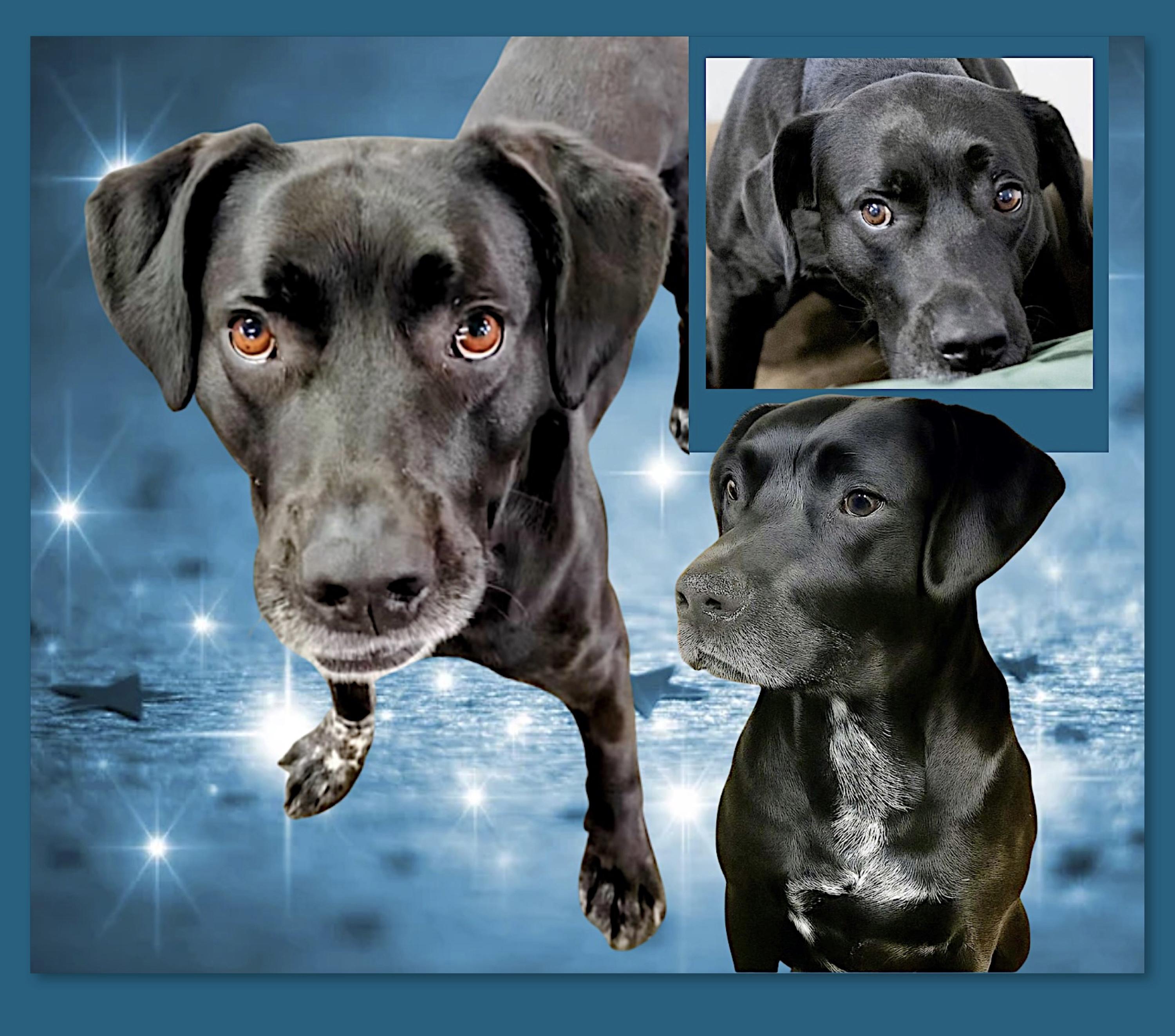 Duke Silver, Adoptable, Adult Male Black Labrador Retriever.