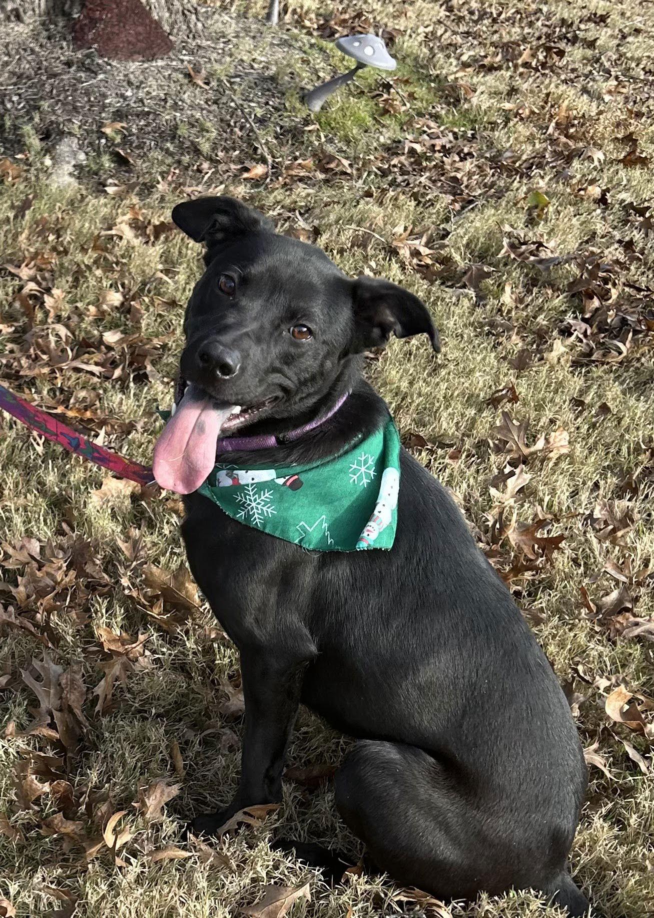 Onyx, a Adoptable Retriever in Munford, TN image 1/3