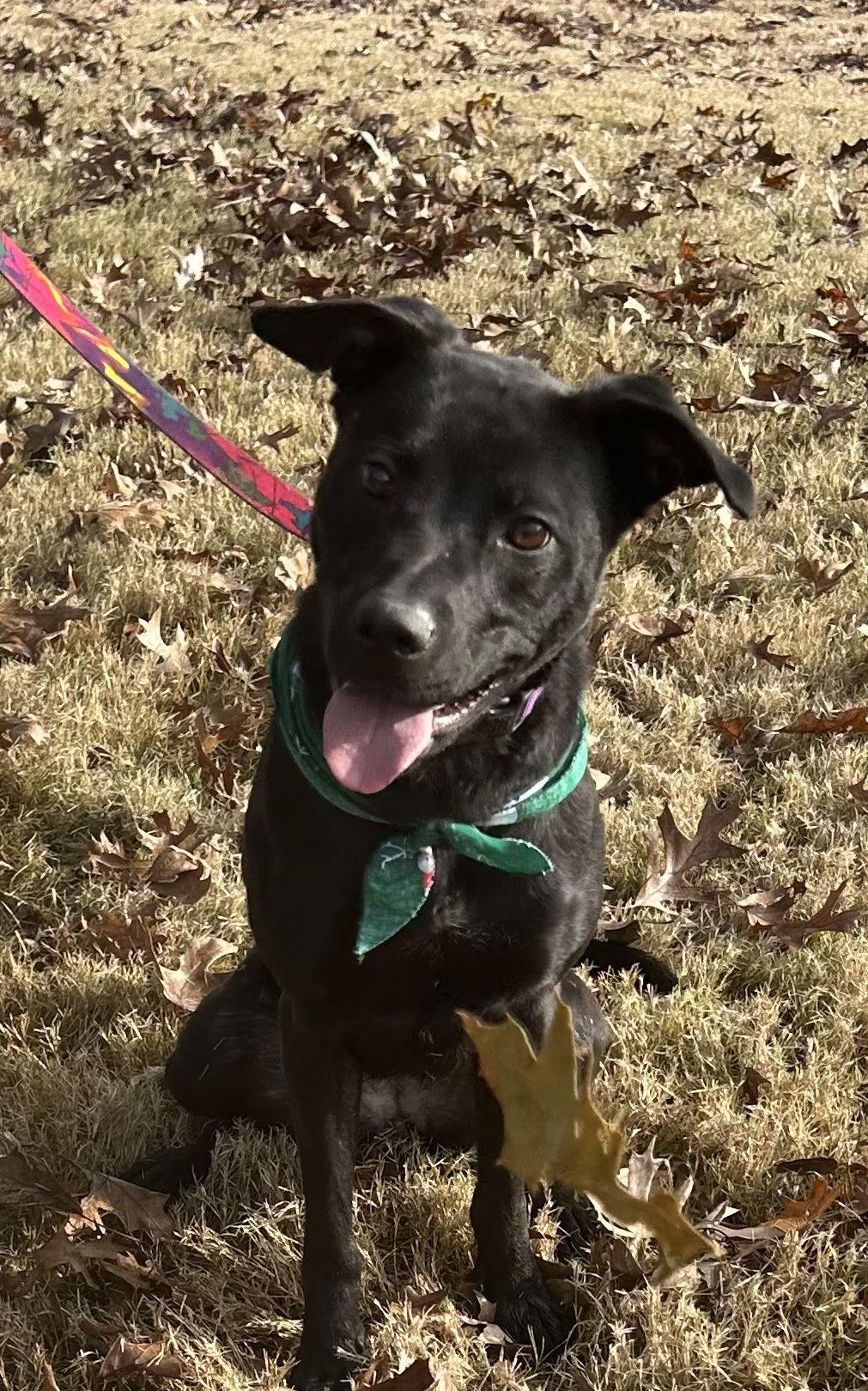 Onyx, a Adoptable Retriever in Munford, TN image 3/3