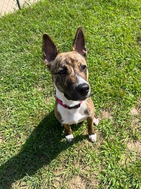 Enlarge Bongo, a Adoptable mixed breed in Kalamazoo, MI image 1/6