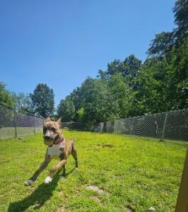 Enlarge Bongo, a Adoptable mixed breed in Kalamazoo, MI image 3/6