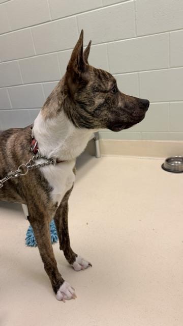 Enlarge Bongo, a Adoptable mixed breed in Kalamazoo, MI image 5/6