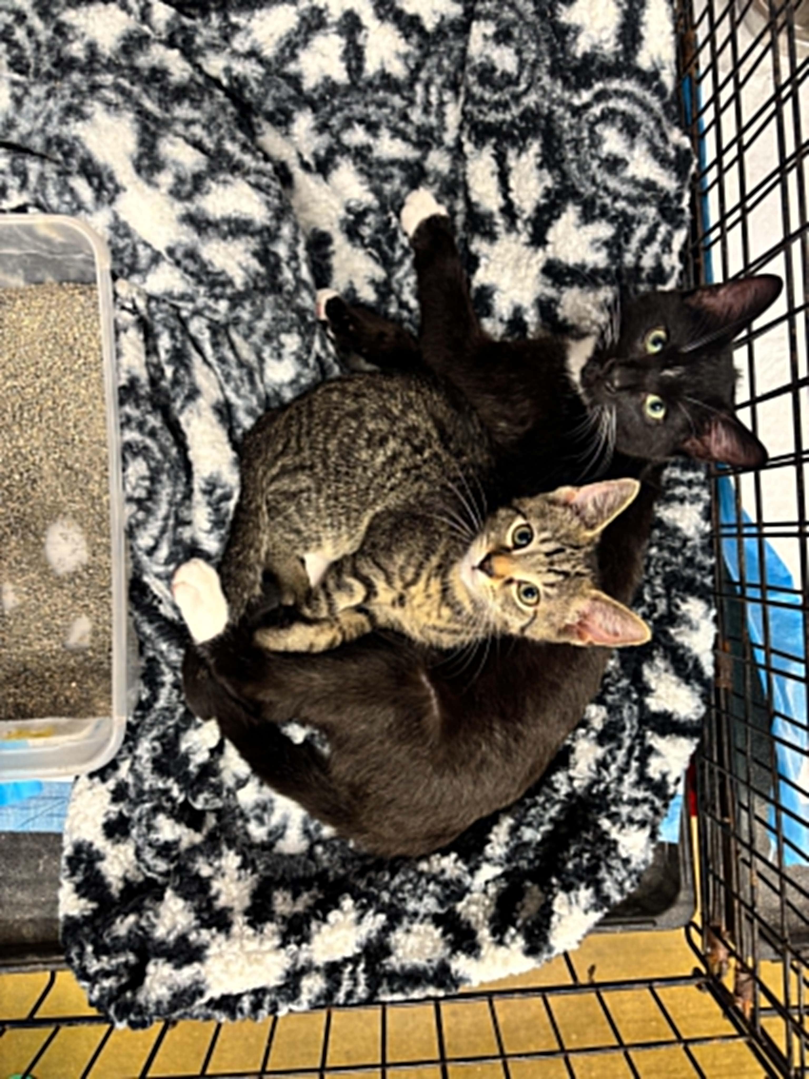 Enlarge Emmitt (Bonded with Louie), a Adoptable Domestic Short Hair in Clayton, NC image 2/2