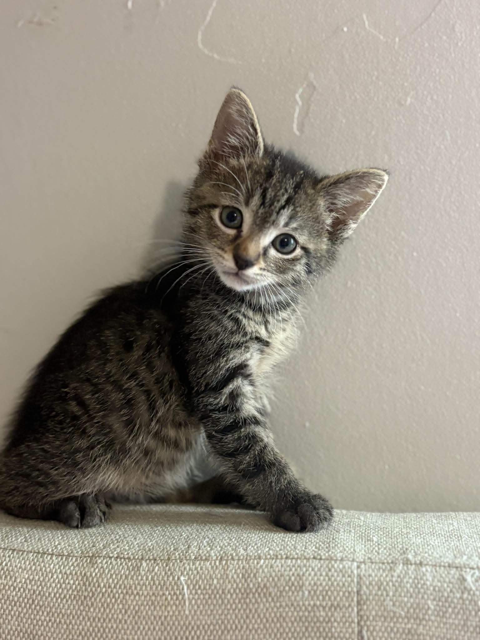 Emmitt (Bonded with Louie), Adoptable, Young Male Domestic Short Hair.