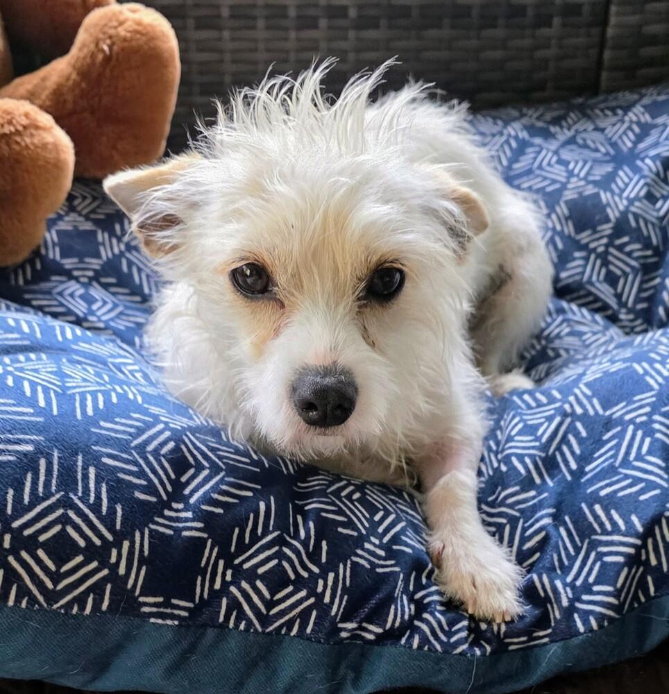 Enlarge Estrella 1, a Adoptable mixed breed in Gretna, FL image 1/1