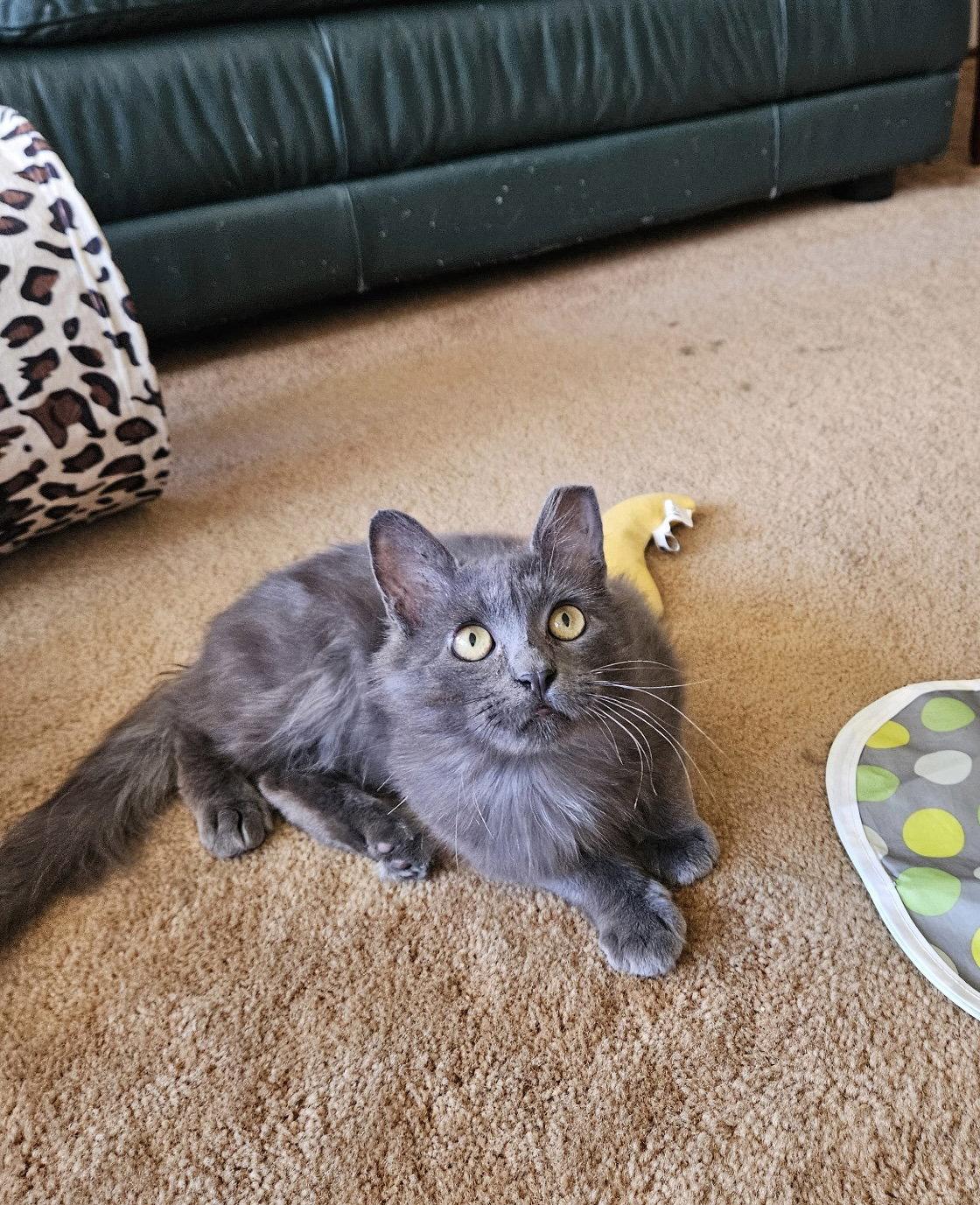 Enlarge ARES, a Adoptable Domestic Medium Hair in Fremont, CA image 2/3