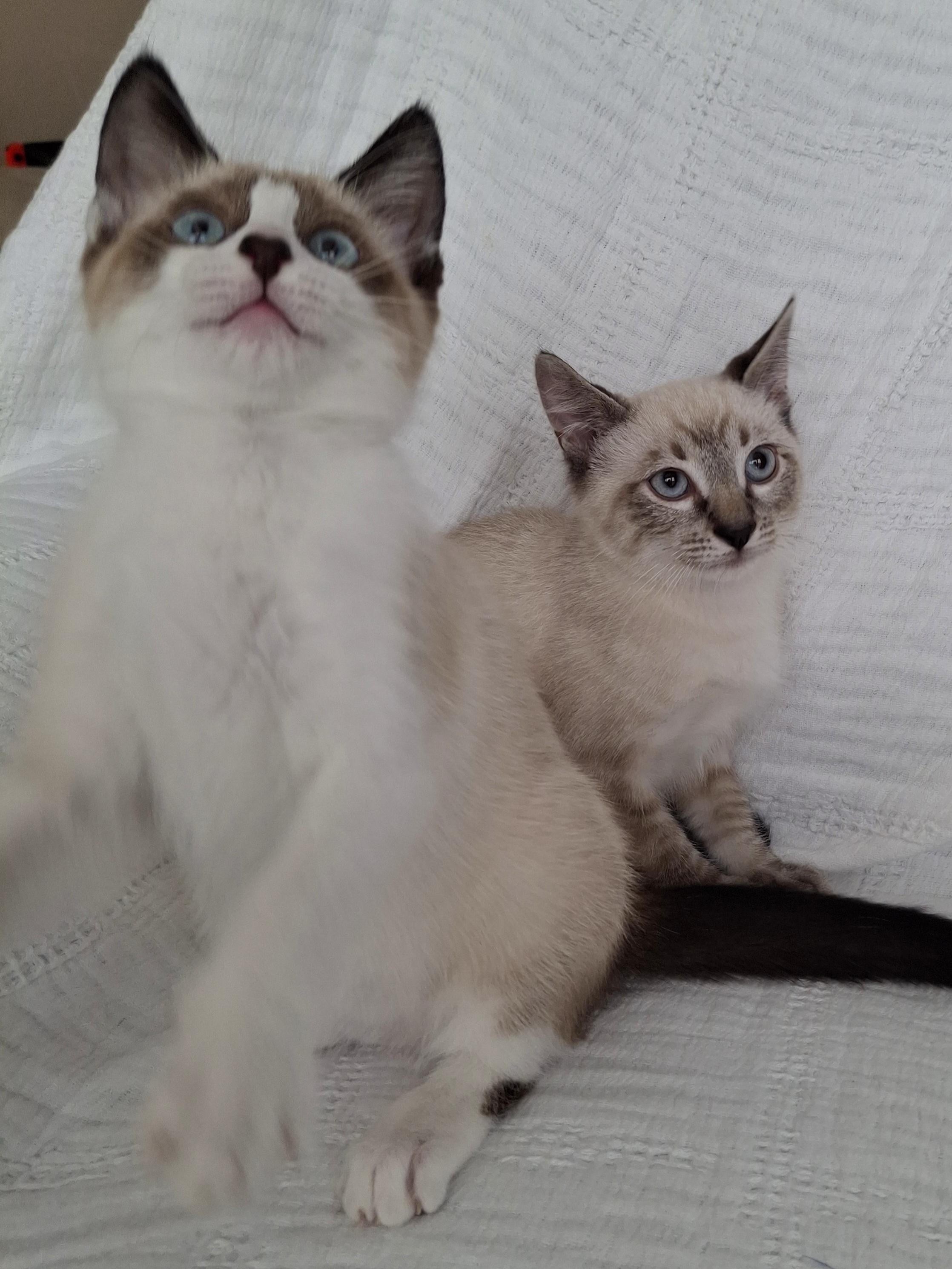 Enlarge Jazzie & Jinx, an adopted mixed breed in Yorba Linda, CA image 5/6