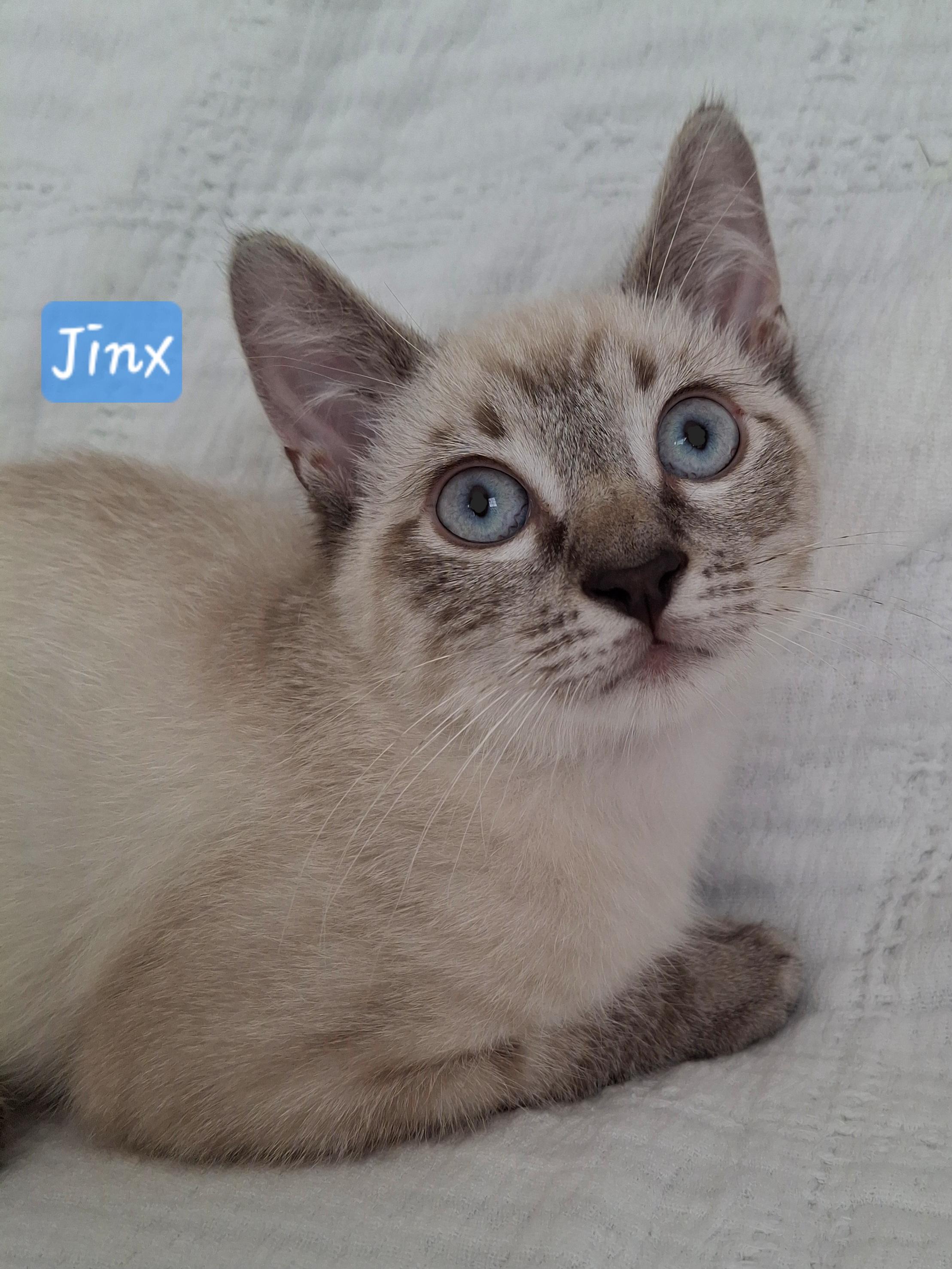 Enlarge Jazzie & Jinx, an adopted mixed breed in Yorba Linda, CA image 3/6