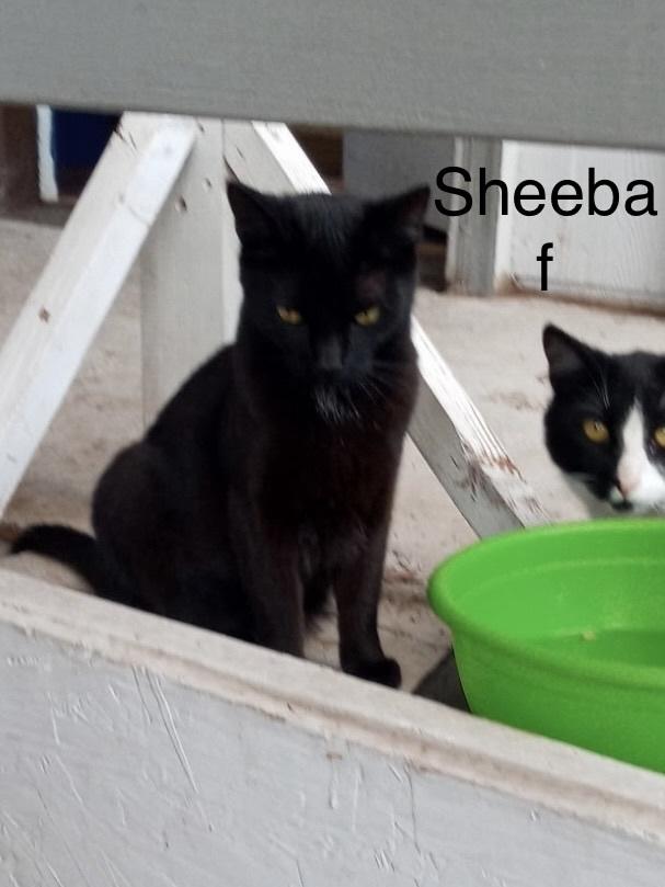sheeba, Adoptable, Young Female Domestic Short Hair.