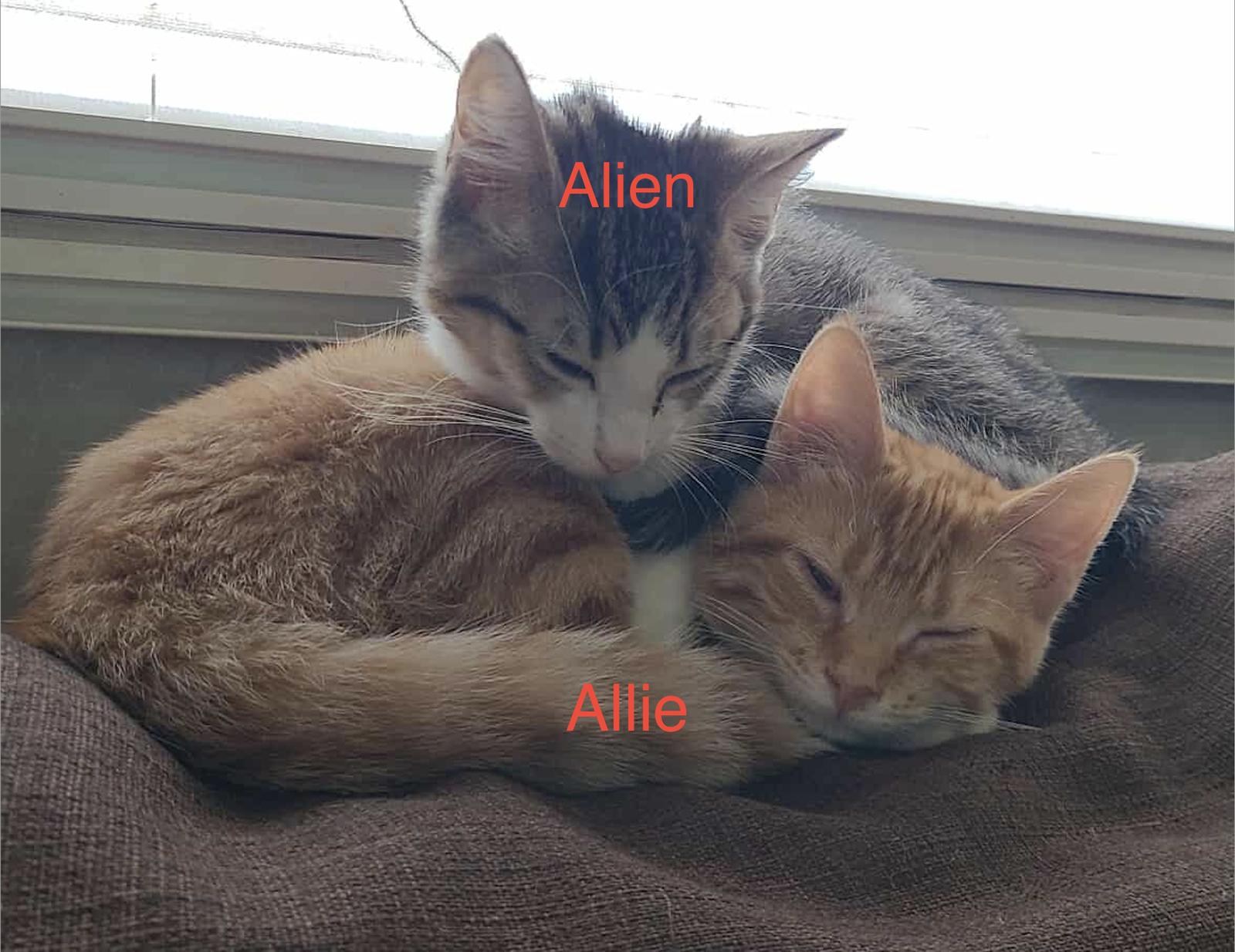 Enlarge Allie, a Adoptable mixed breed in Morehead, KY image 1/1