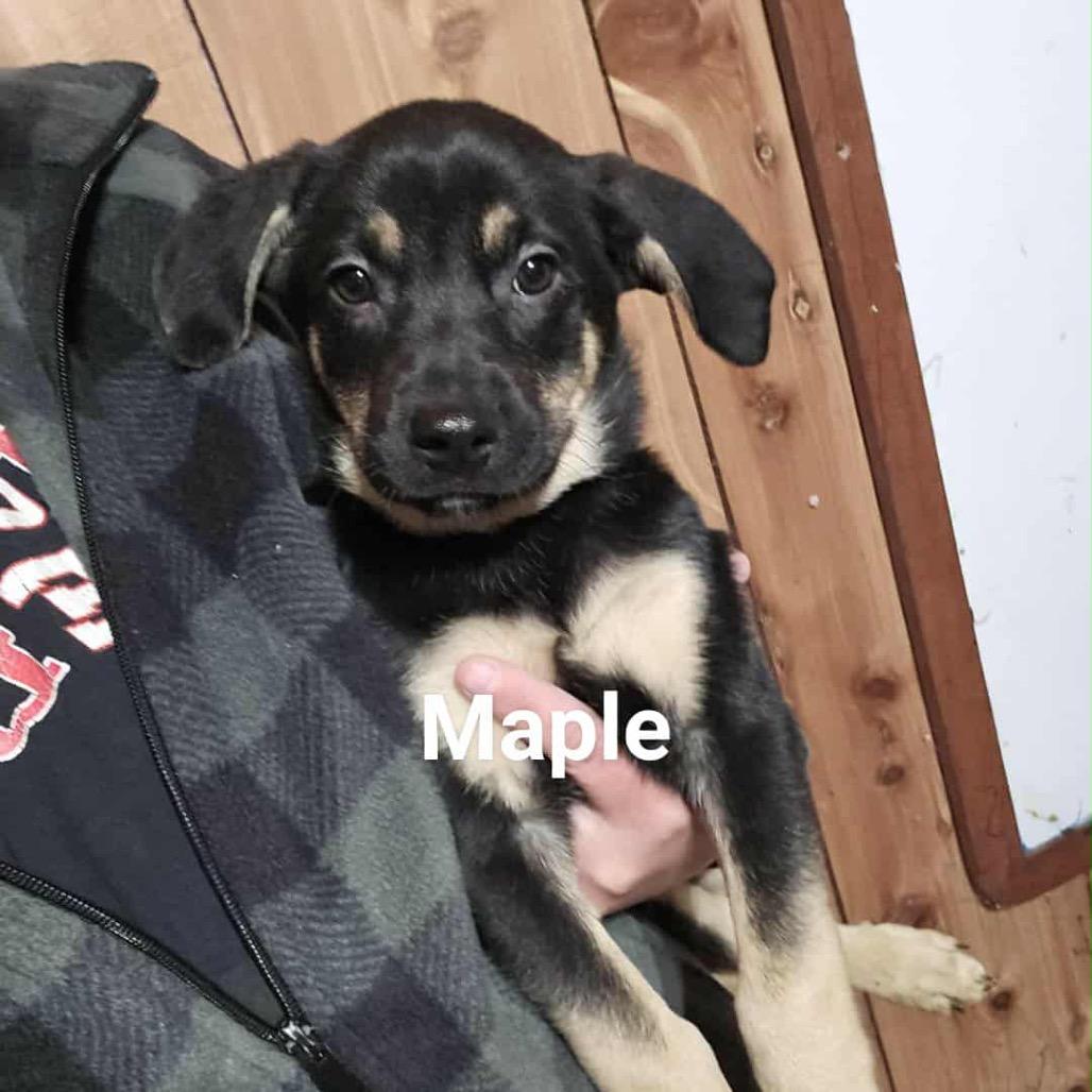 Enlarge Maple, a Adoptable Mixed Breed in Tomah, WI image 1/1