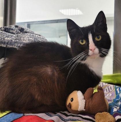 McCrispy, Adoptable, Adult Female Domestic Short Hair & Domestic Short Hair.