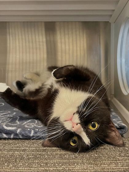 Enlarge McCrispy, a Adoptable mixed breed in Twinsburg, OH image 3/3