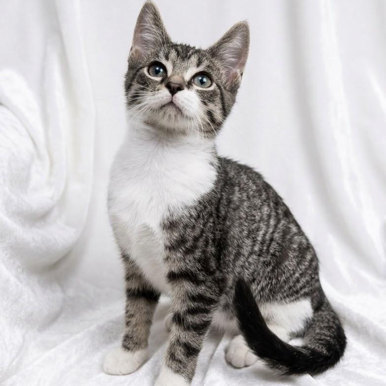 Enlarge Meowster, a Adoptable Domestic Short Hair in Hamburg, NJ image 3/4