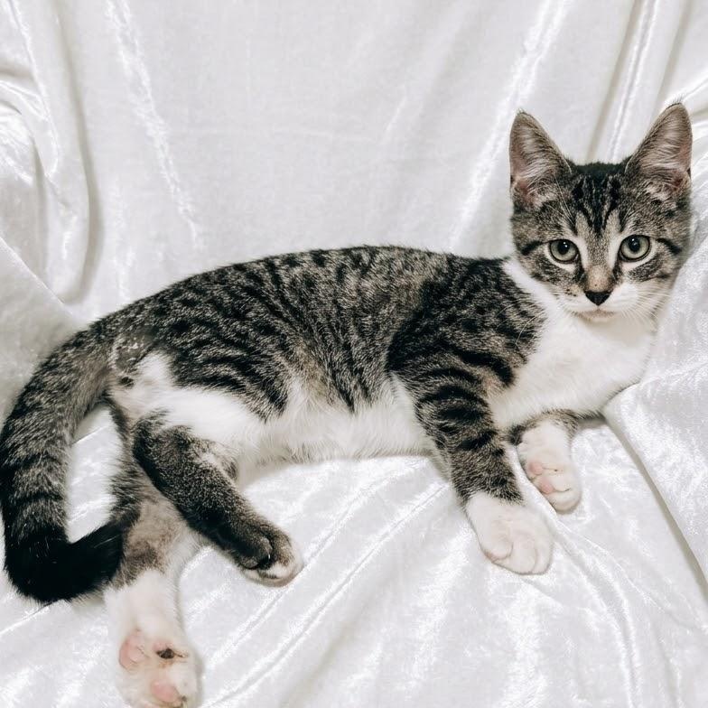 Enlarge Meowster, a Adoptable Domestic Short Hair in Hamburg, NJ image 2/4