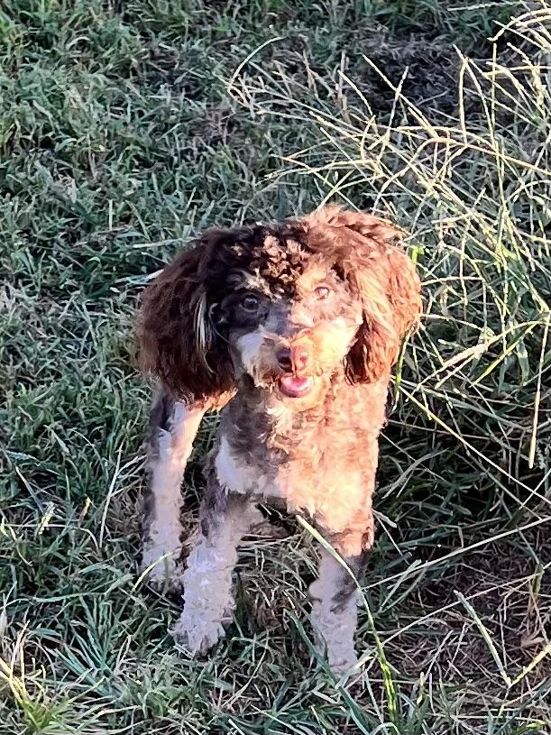 Enlarge Buffy, a Adoptable Poodle (Toy) in Woodlawn, TN image 3/3