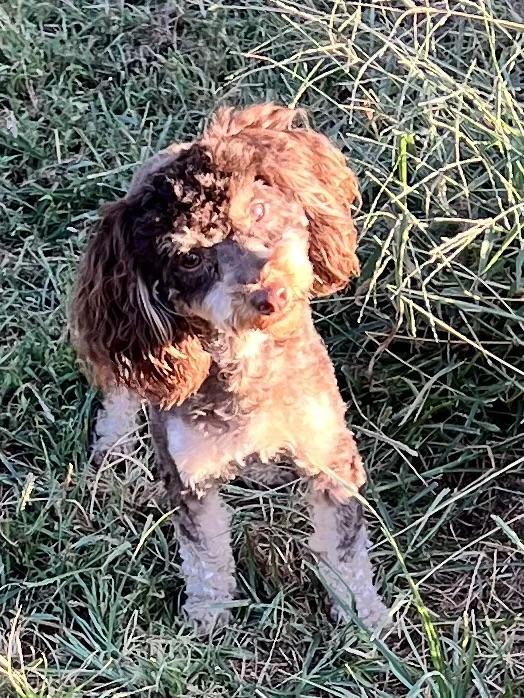 Enlarge Buffy, a Adoptable Poodle (Toy) in Woodlawn, TN image 2/3