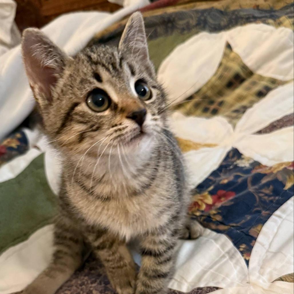 Golly, Adoptable, Kitten Male Domestic Short Hair.